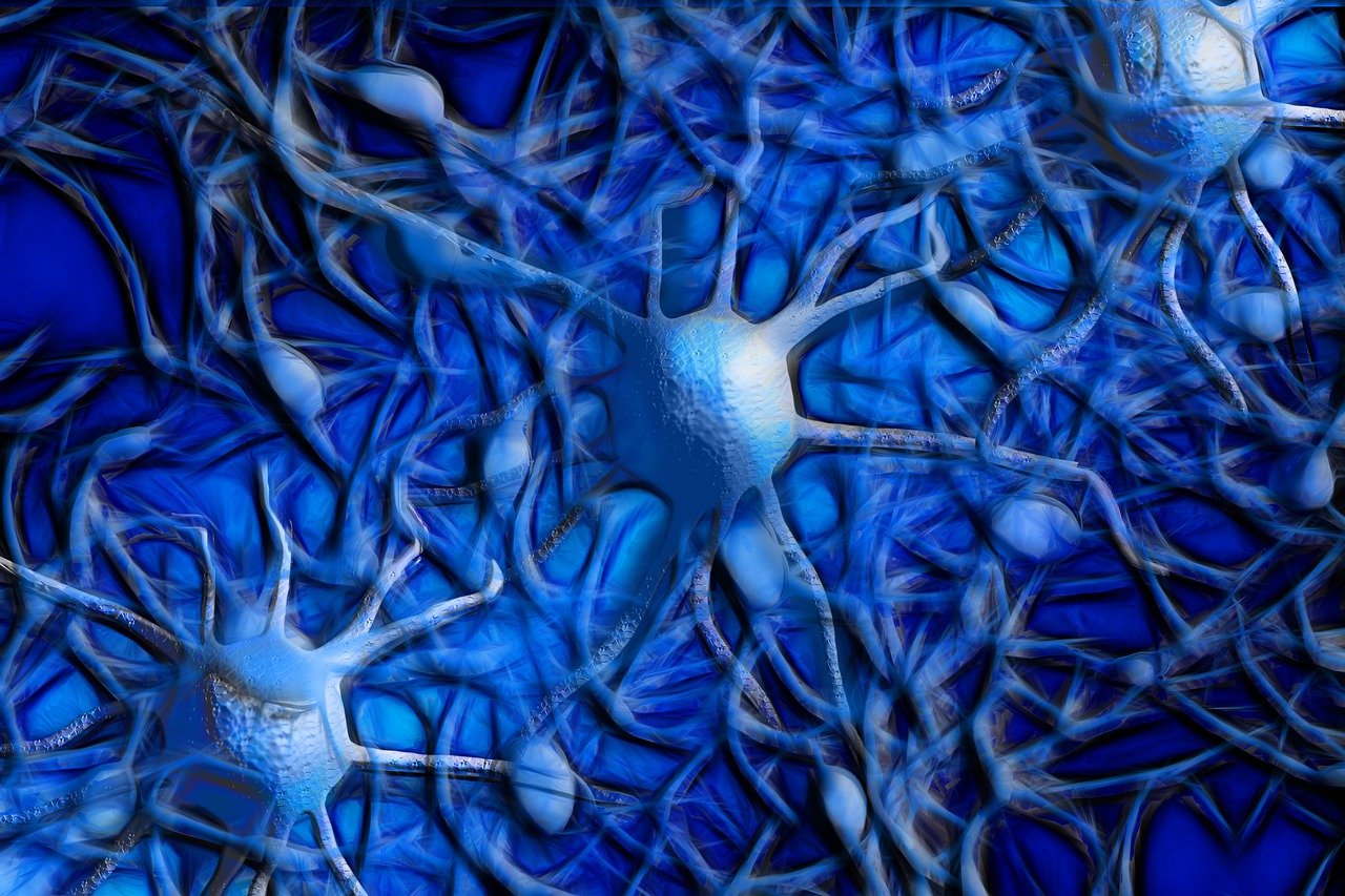 The Nervous System and how it reacts to danger